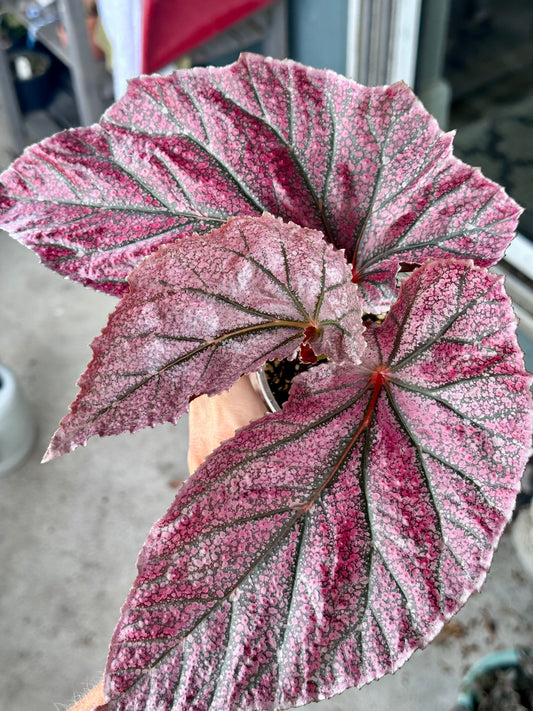 Begonia “Maurice Amey”