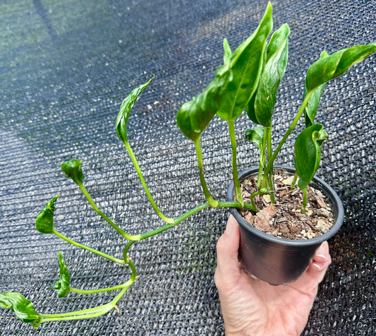 Godzilla Pothos