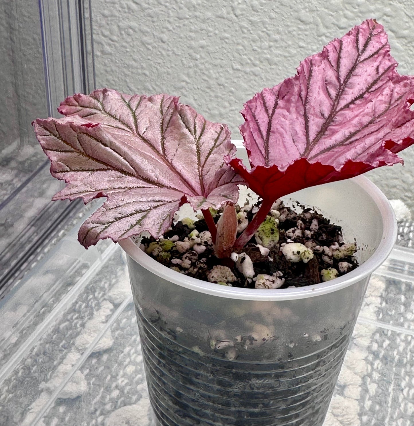 Begonia Lamoon