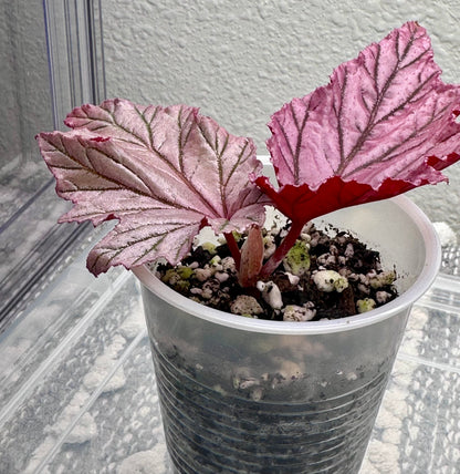 Begonia Lamoon