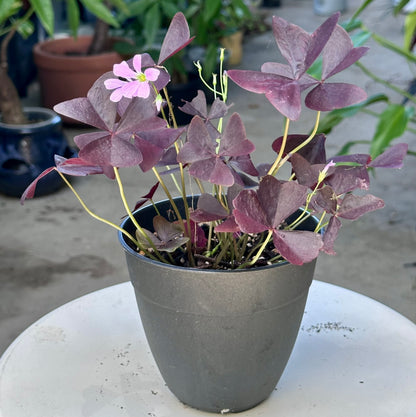 Oxalis Triangularis “Ebony Allure”