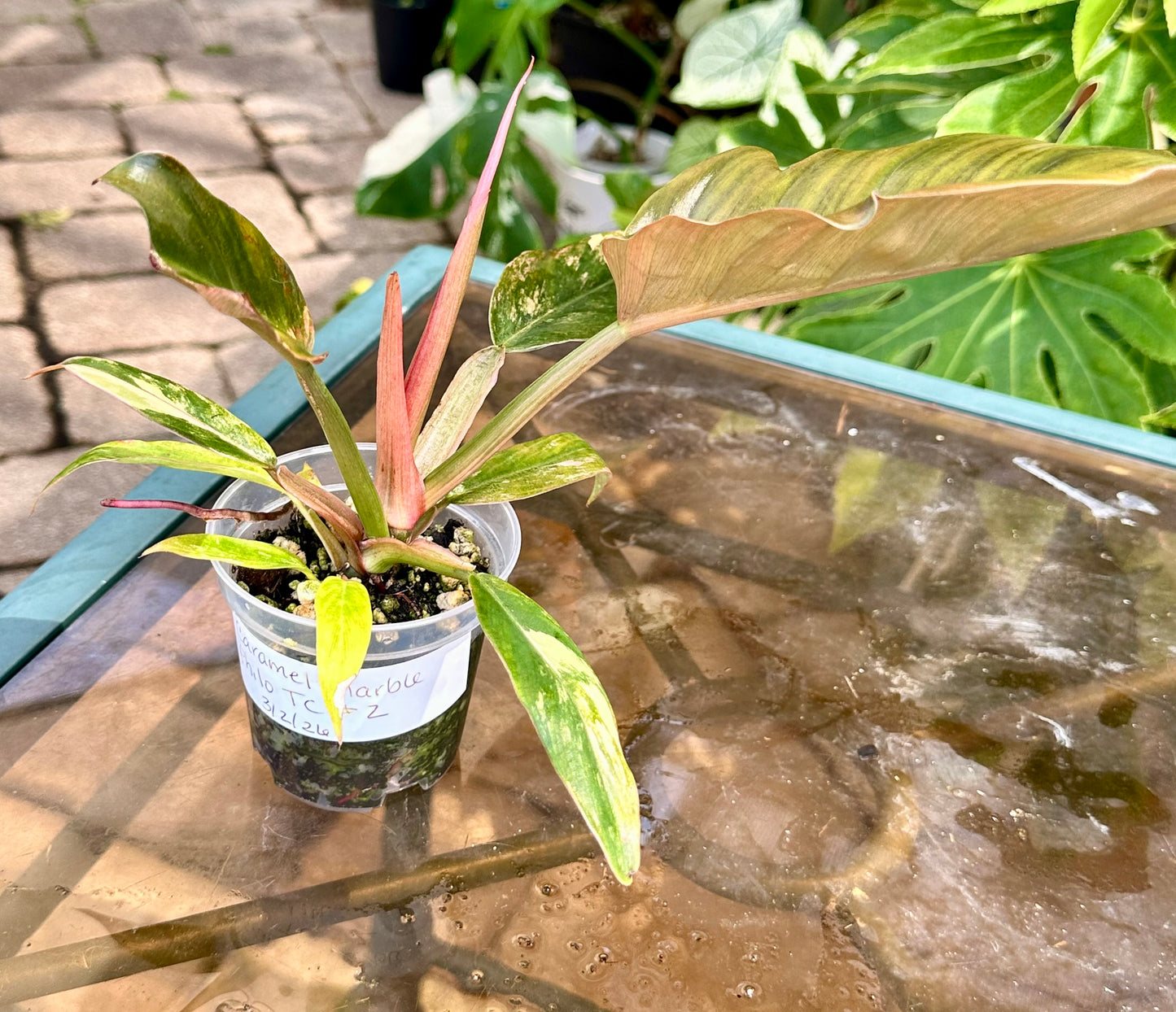 Philodendron Caramel Marble #2