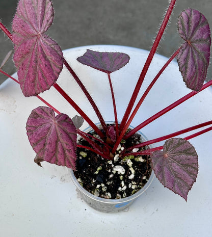 Begonia Stormy Sunset 5”