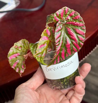 Begonia Brevirimosa “Exotica”