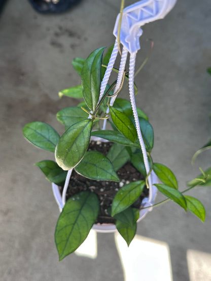 Hoya Crassipetiolata Splash