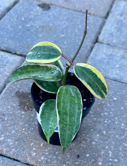 Hoya Macrophylla Variegata
