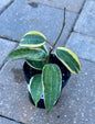 Hoya Macrophylla Variegata