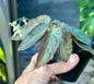 Begonia Withlacoochie 3in