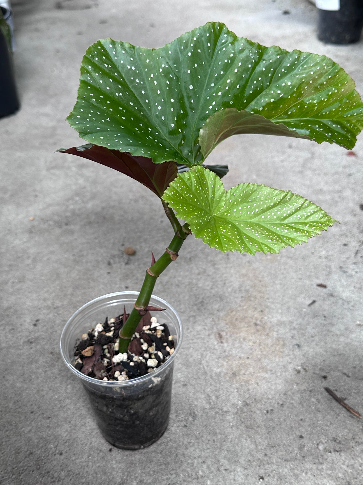 Begonia Lucerna | Rare Begonia Plant