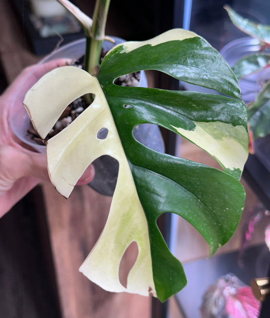 Albo Variegated Rhaphidophora Tetrasperma