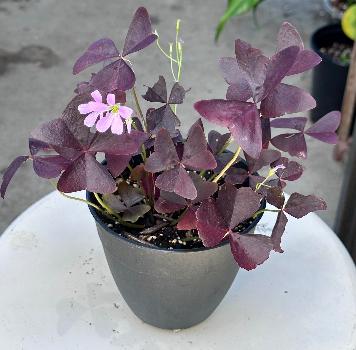 Oxalis Triangularis “Ebony Allure”