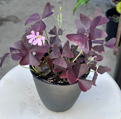 Oxalis Triangularis “Ebony Allure”