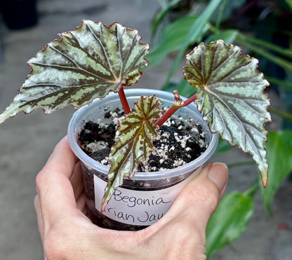 Begonia Irian Jaya (Begonia sp. U682)