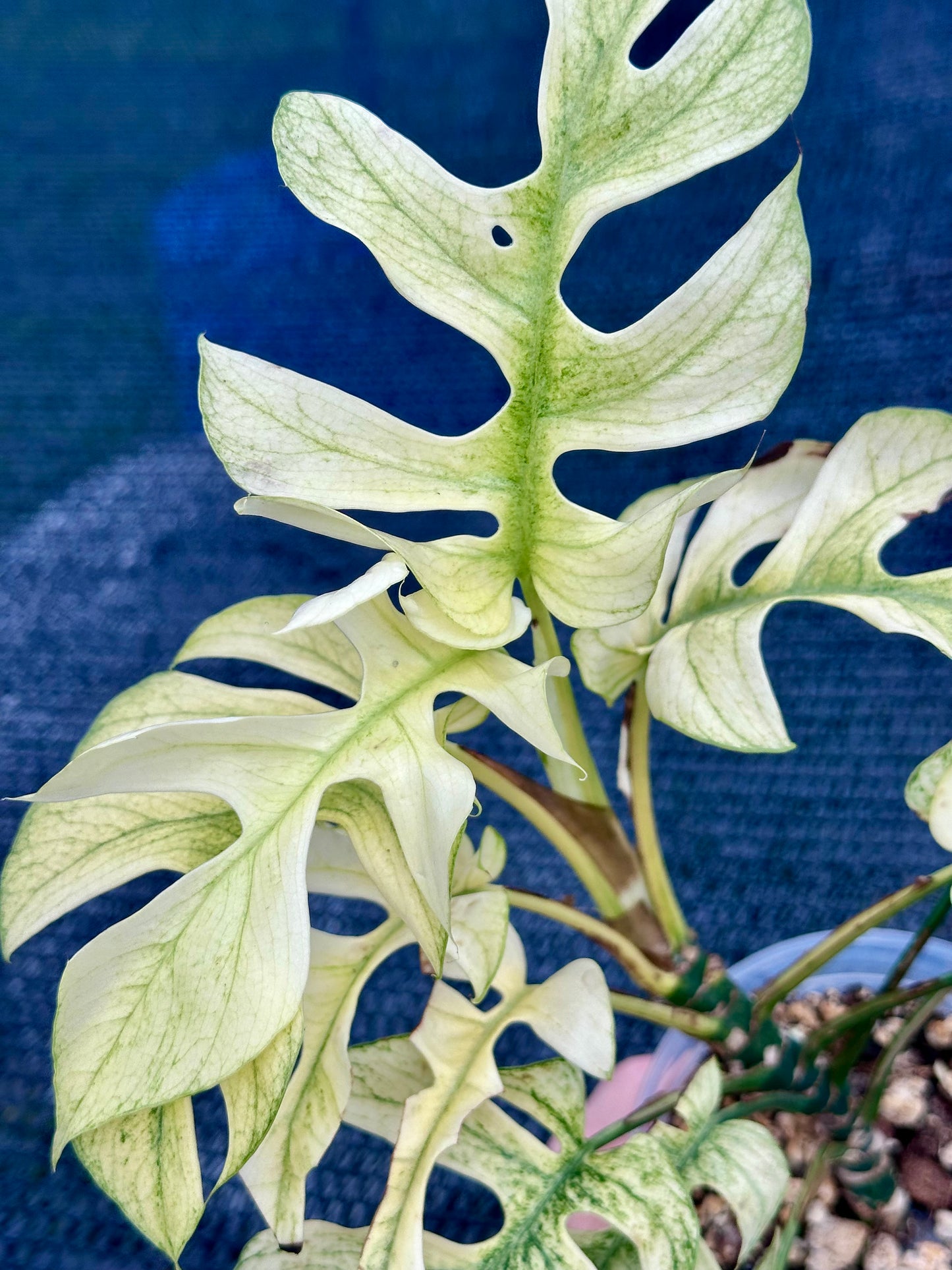 Rhaphidophora Tetrasperma “White Monster”