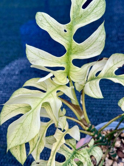 Rhaphidophora Tetrasperma “White Monster”