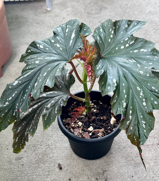 Lady Vanderwilt Begonia 6”