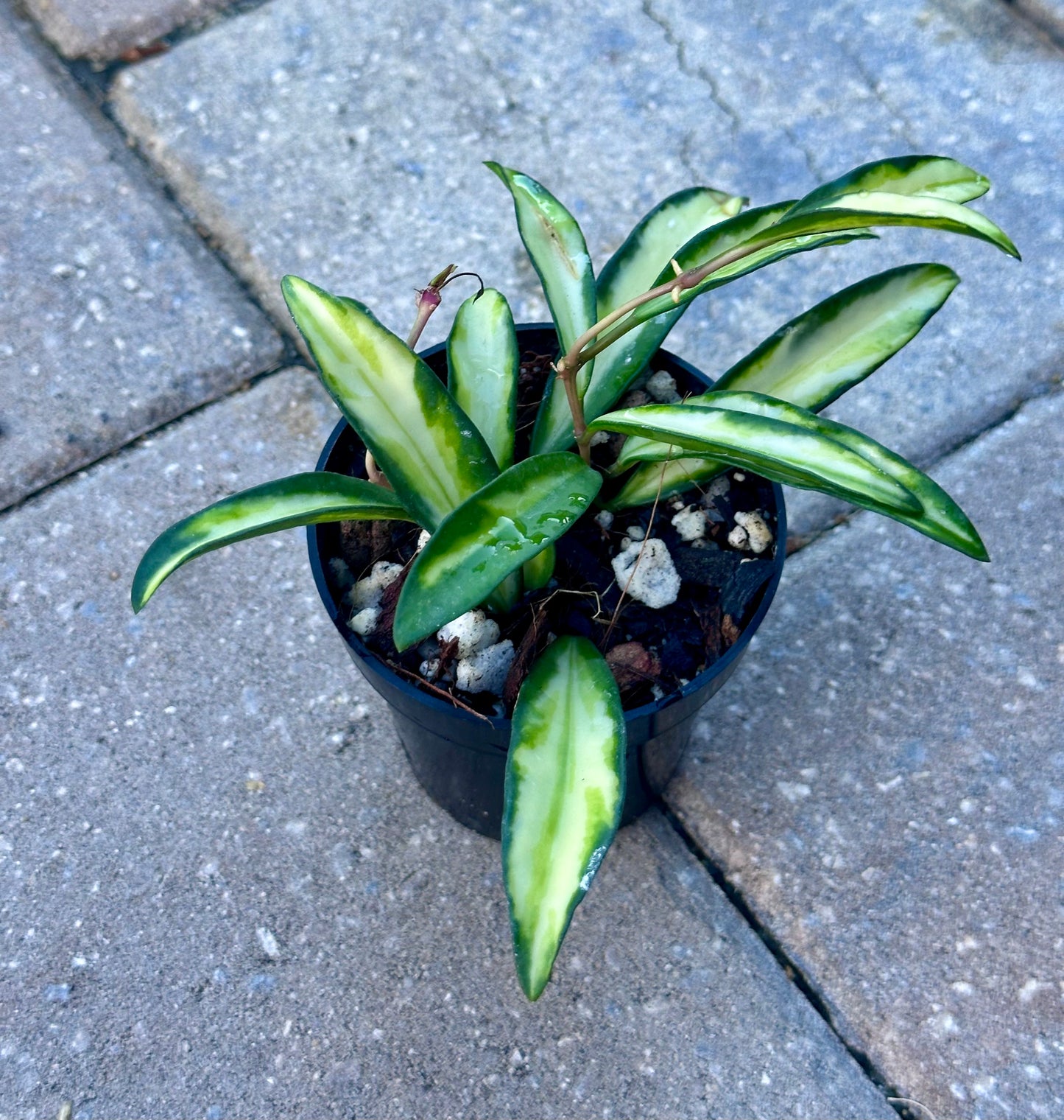 Hoya Wayetii Tri-color
