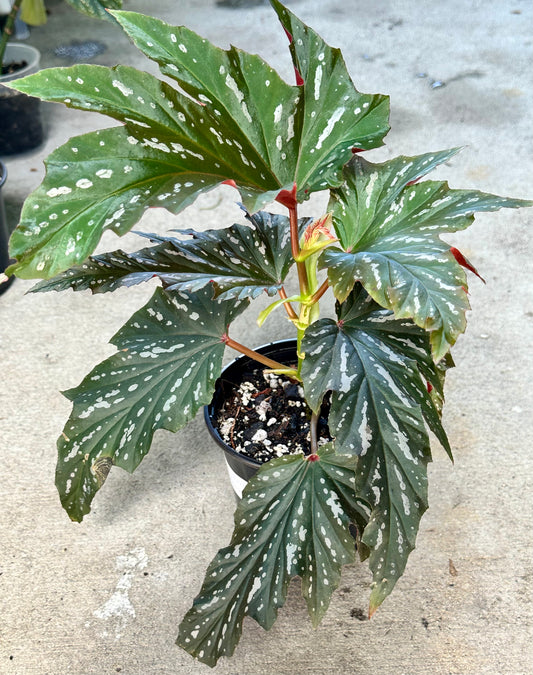 Lady Vanderwilt Begonia 5”