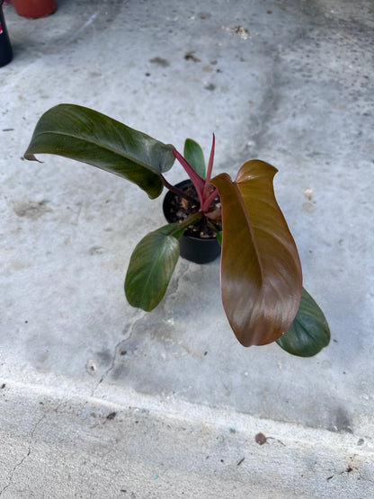 Florida Bronze Philodendron