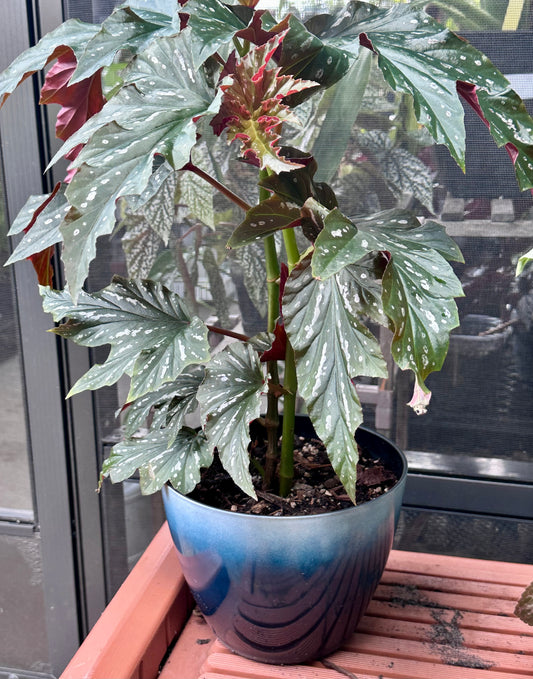 Lady Vanderwilt Begonia 8”