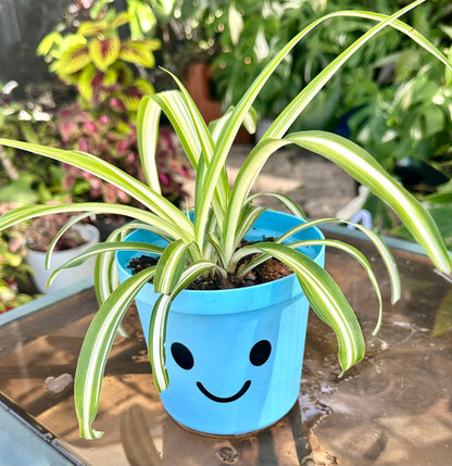 Variegated Spider Plant