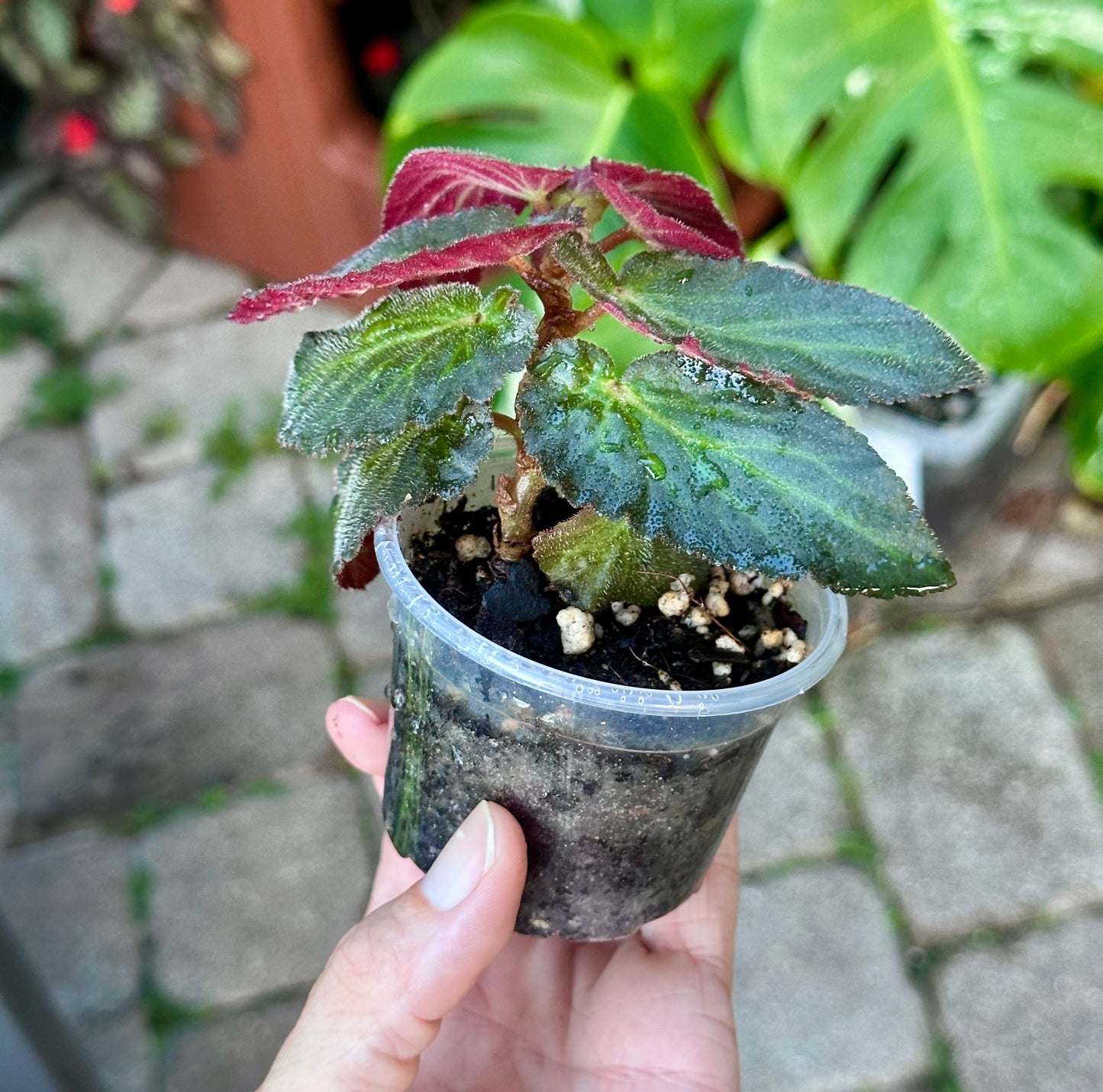 Begonia Withlacoochie 3in