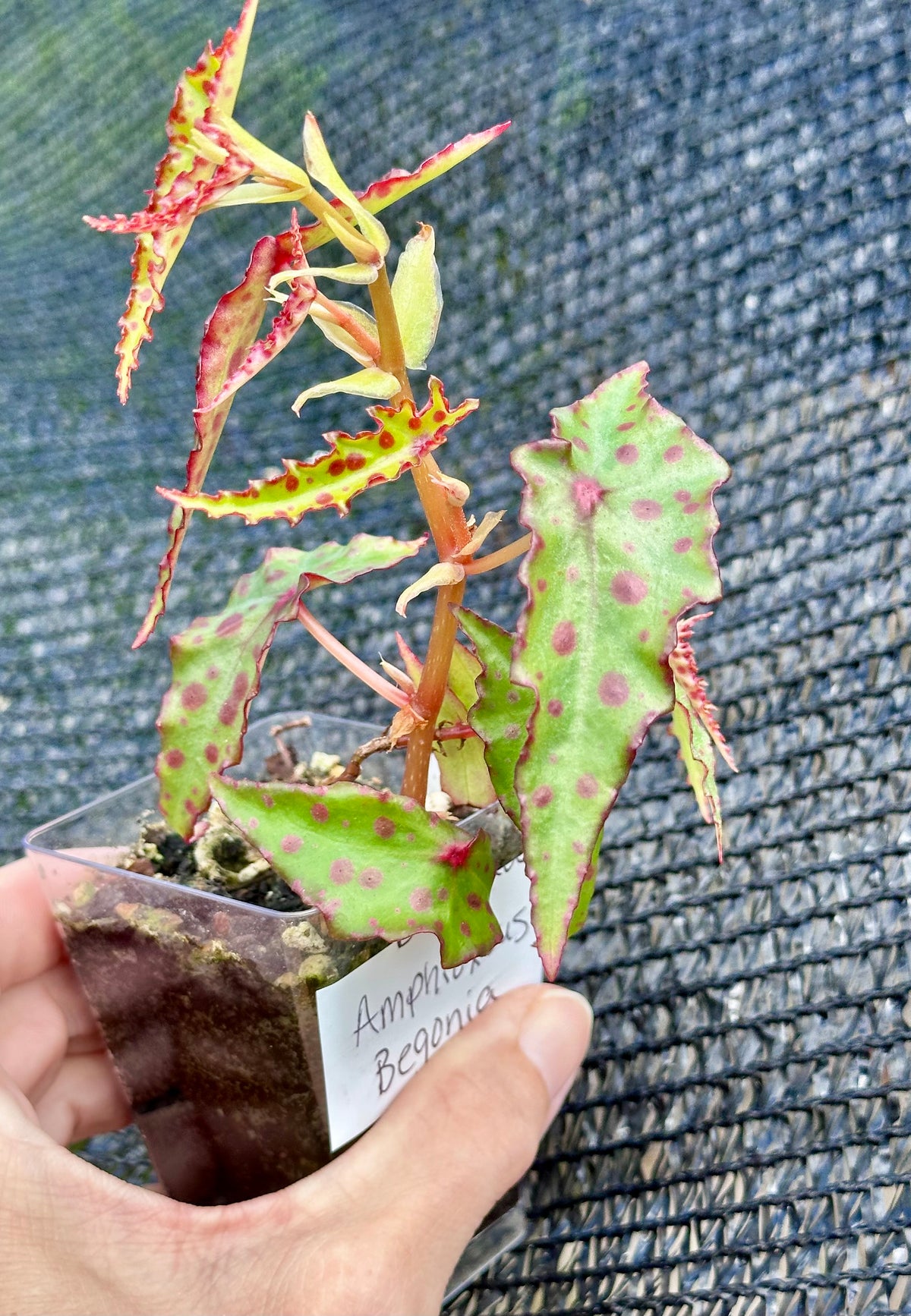 Begonia Amphioxus