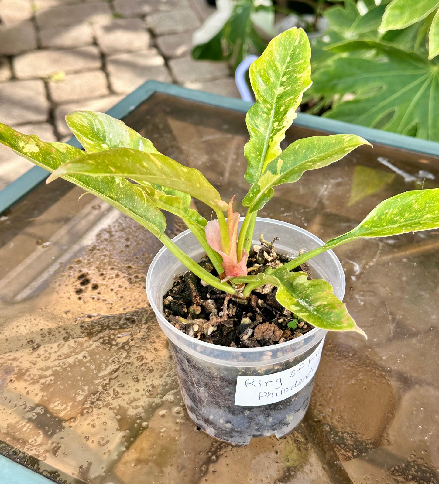 Ring of Fire Philodendron (4”)