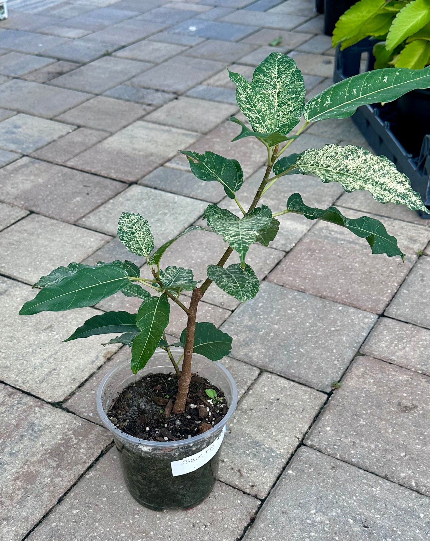 Clown Fig (Ficus aspera) 5”
