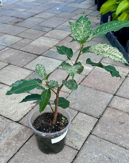 Clown Fig (Ficus aspera) 5”