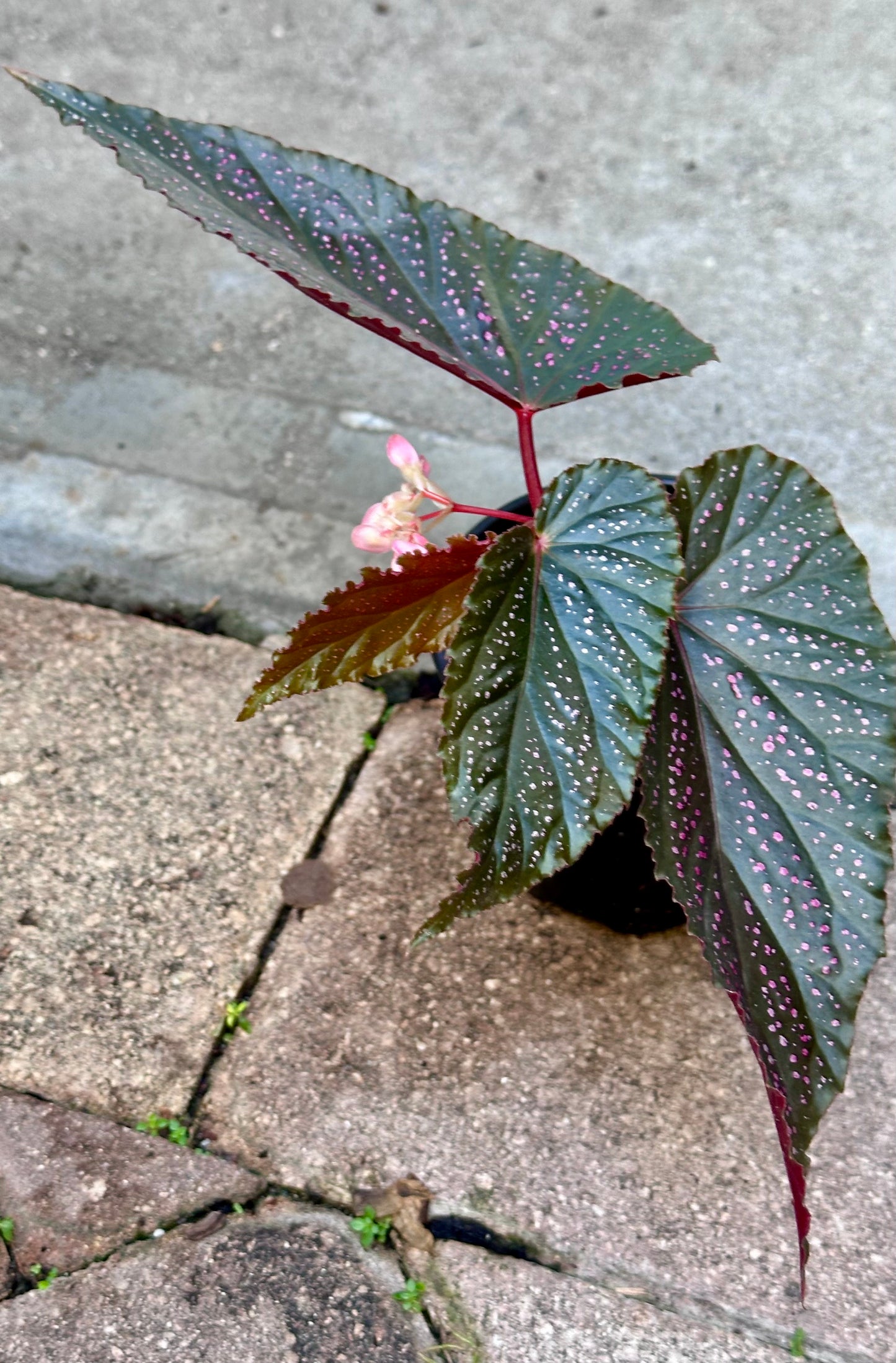 Begonia Benigo | Rare Begonia Plant