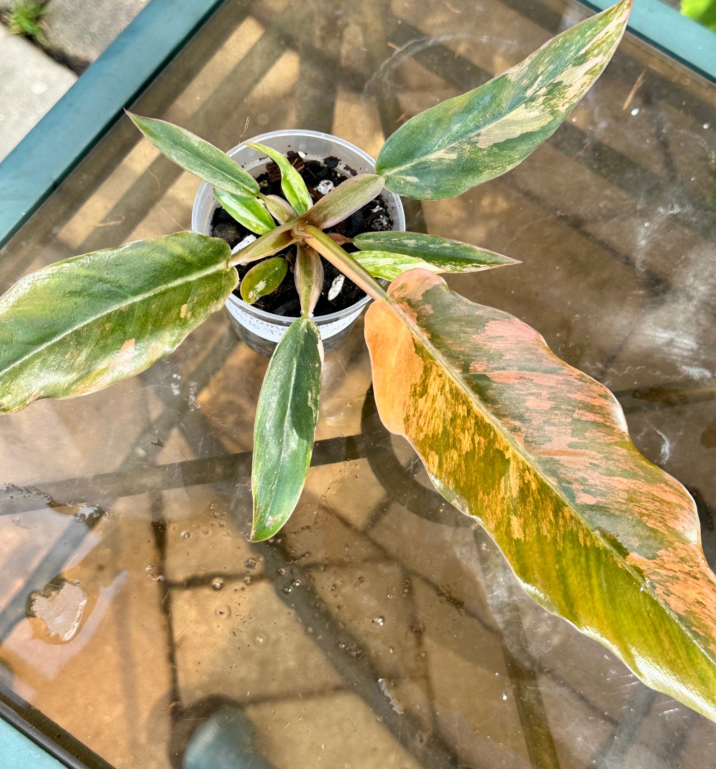 Caramel Marble Philodendron #5