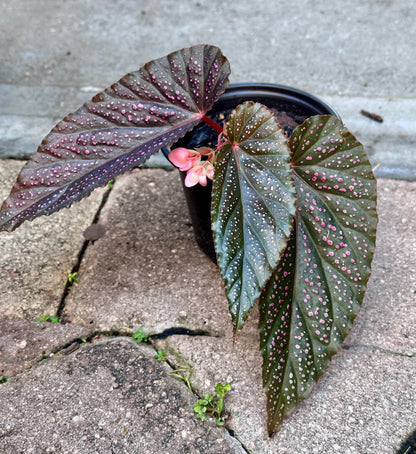 Begonia Benigo | Rare Begonia Plant
