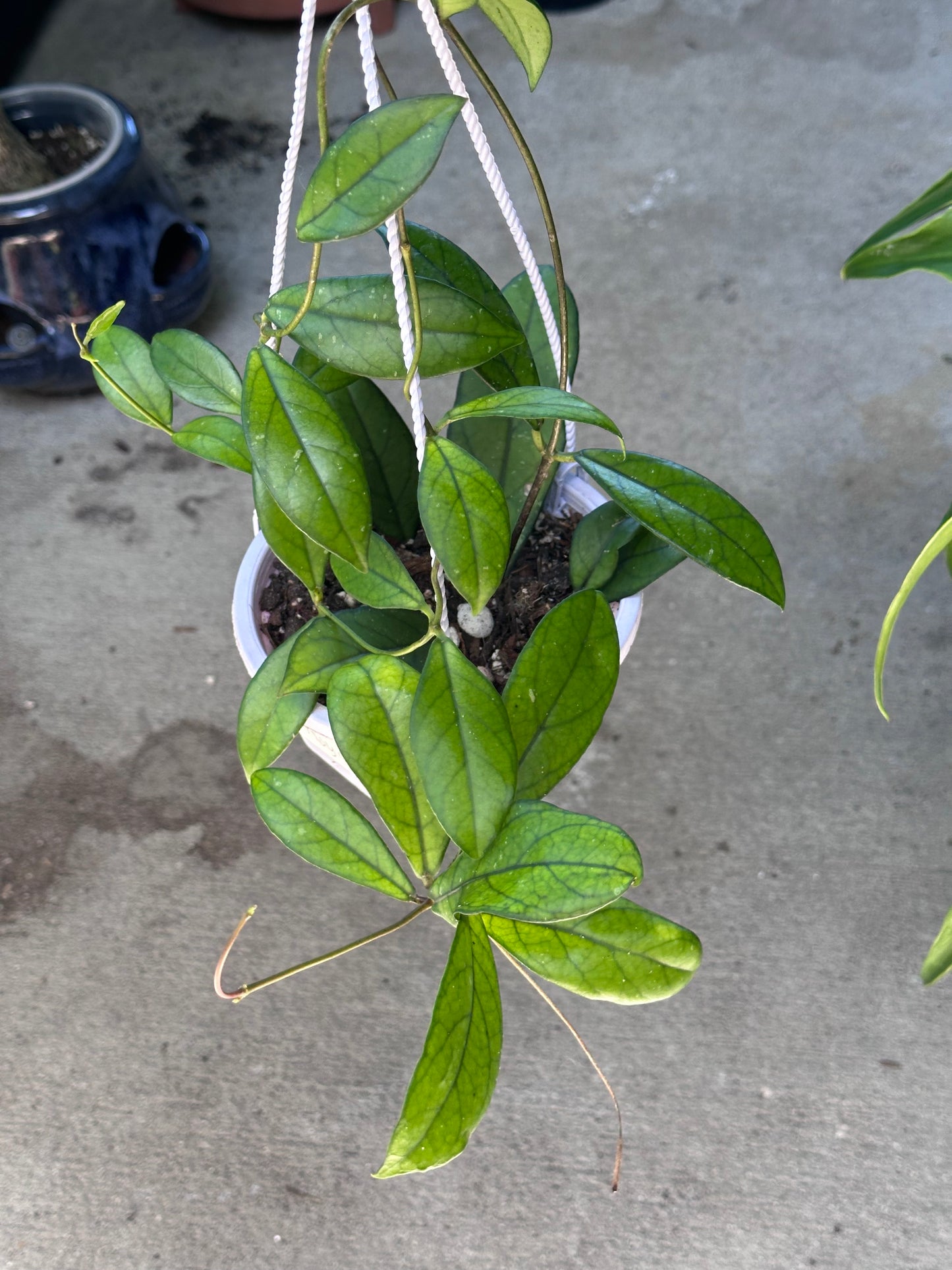 Hoya Crassipetiolata Splash
