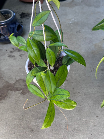 Hoya Crassipetiolata Splash