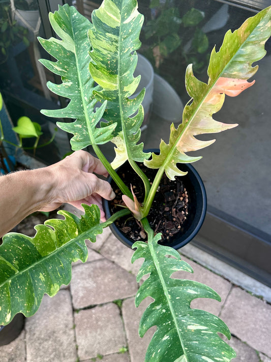 Ring of Fire Philodendron (6”)