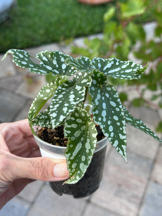 Begonia Maculata "White Ice"