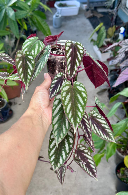 Cissus Discolor (Rex Begonia Vine)