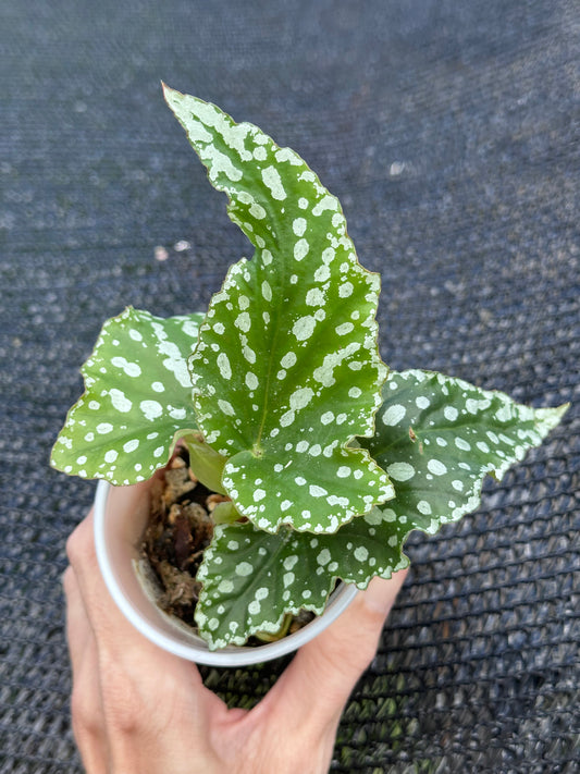 Begonia Maculata "White Ice"