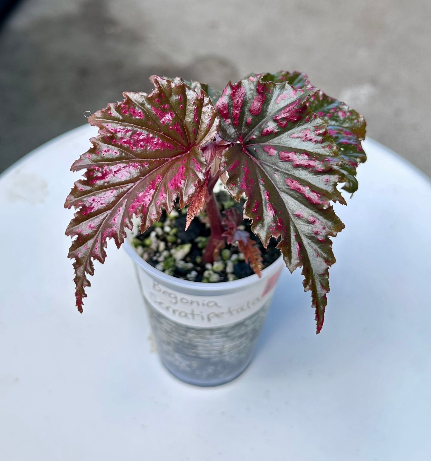 Begonia Serratipetala