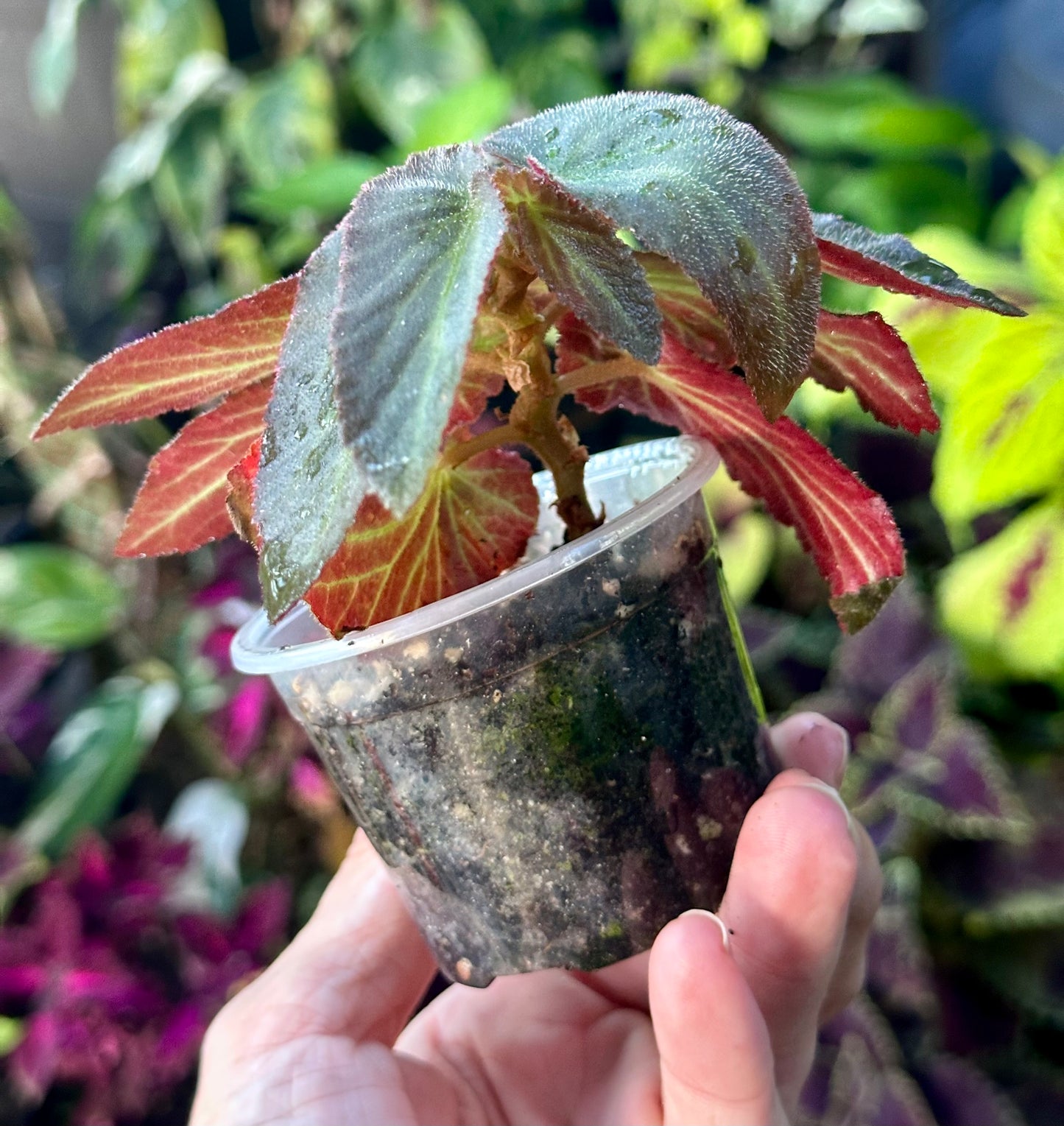 Begonia Withlacoochie 3in