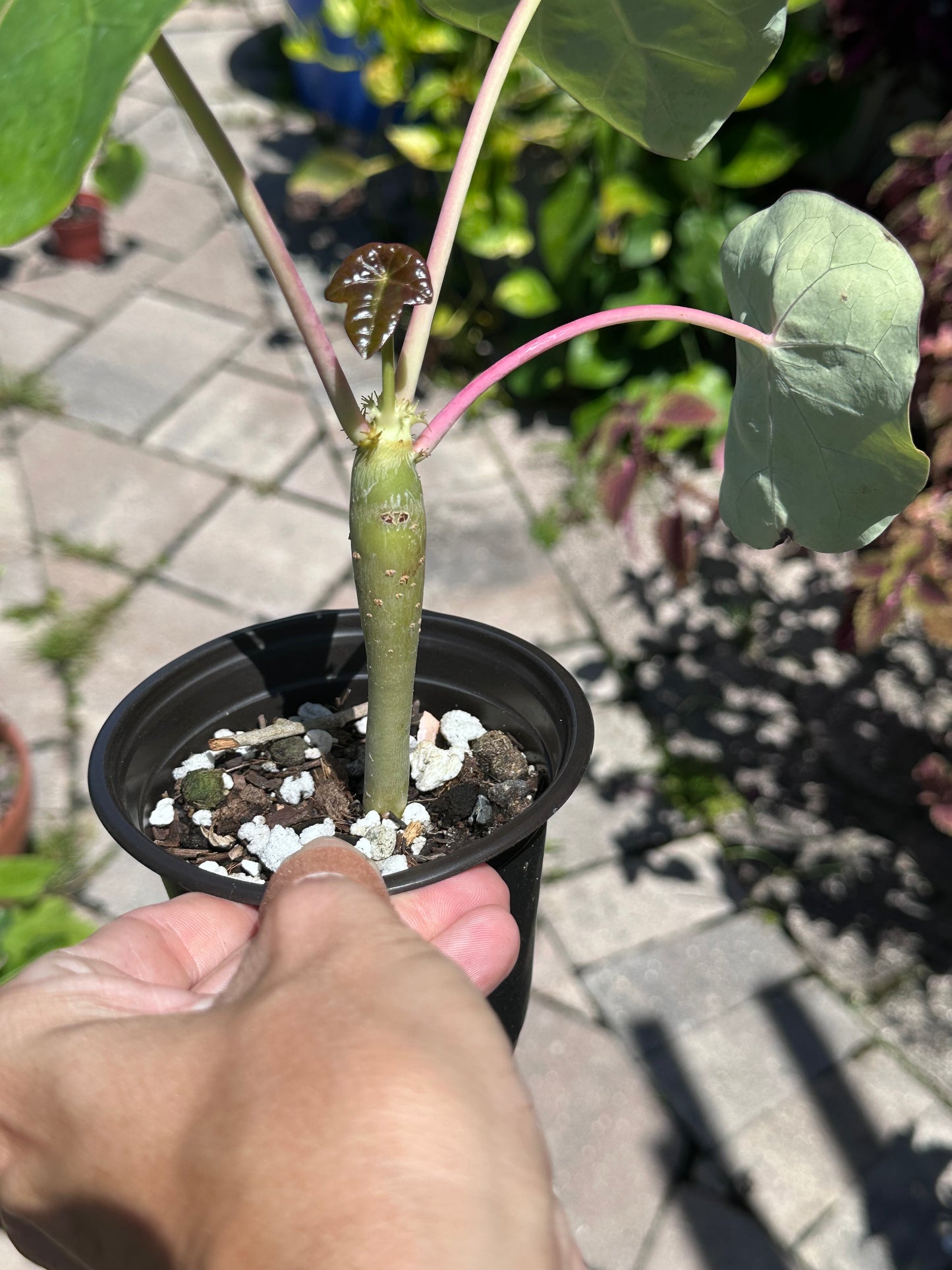 Jatropha Podagrica “Buddha Belly”