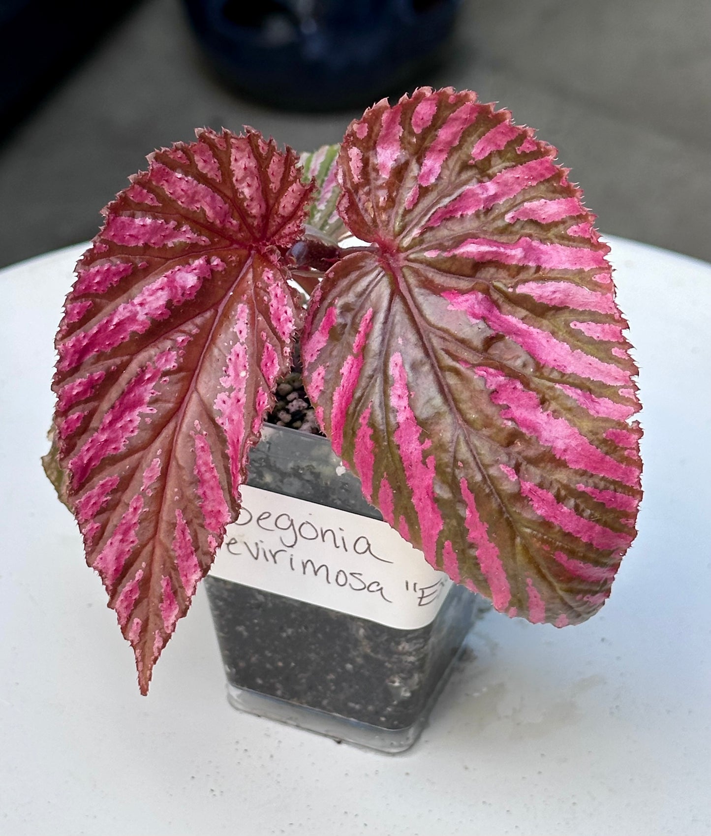 Begonia Brevirimosa Exotica