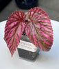 Begonia Brevirimosa Exotica