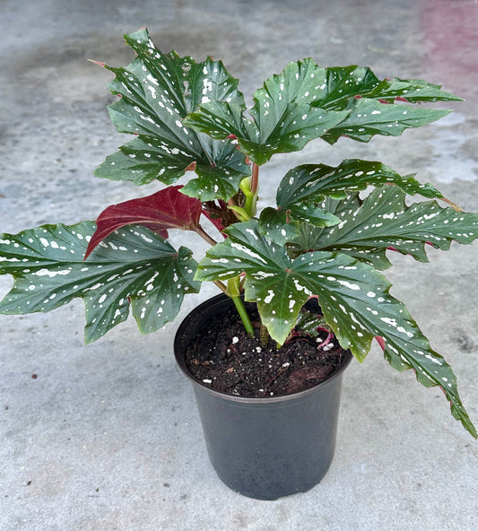 Lady Vanderwilt Begonia 5”