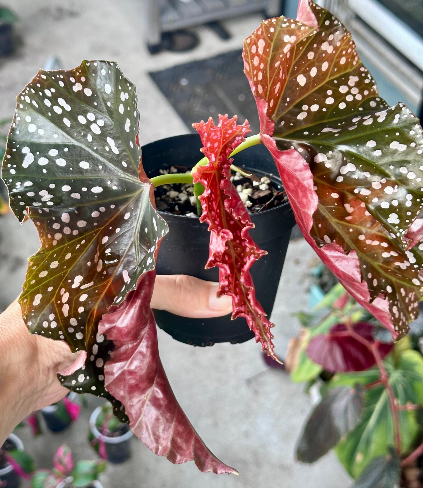 Begonia 'Crackling Rosie'