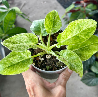 Philodendron Giganteum 'Blizzard'