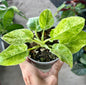 Philodendron Giganteum 'Blizzard'