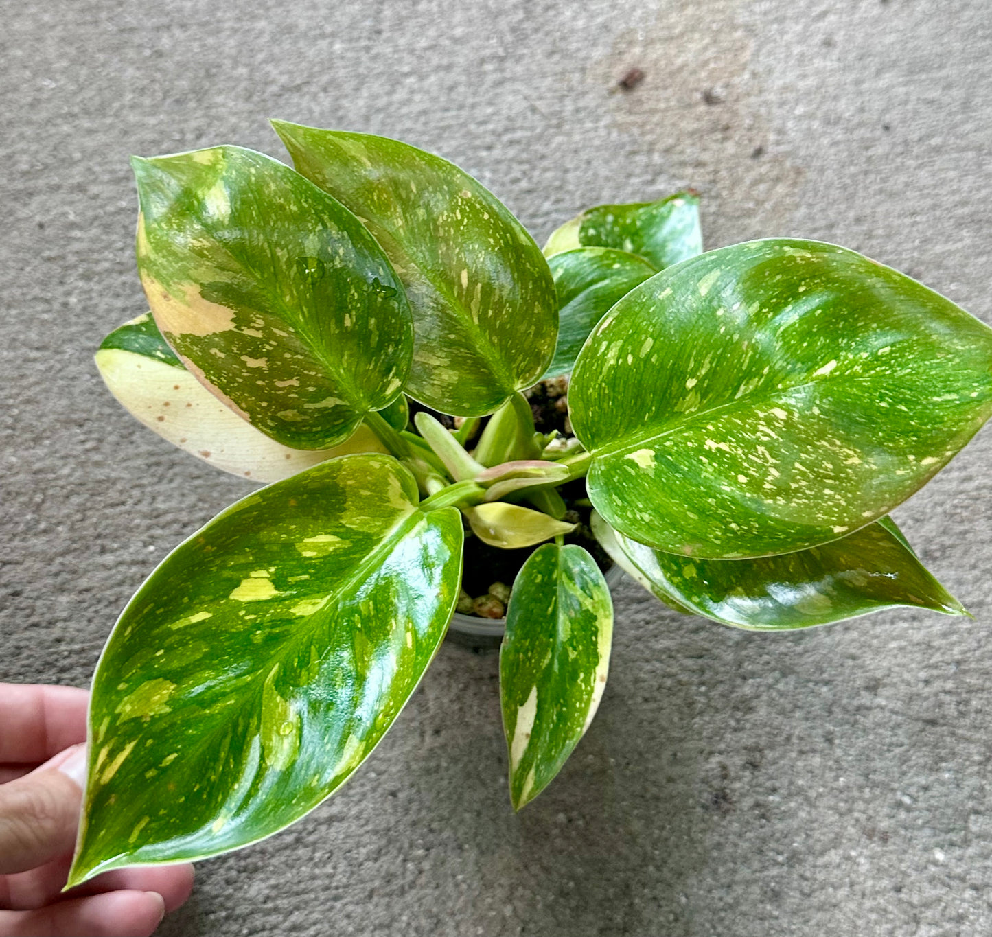 Philodendron 'Green Congo Nuclear'
