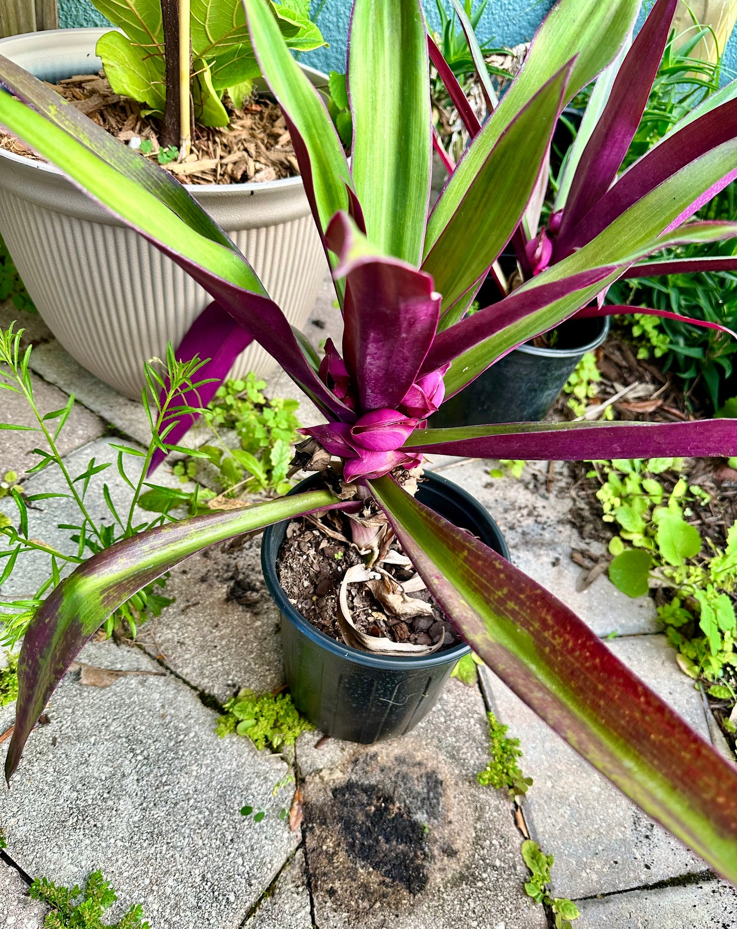 Oyster Plant (Tradescantia spathacea)